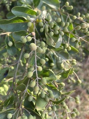 Ligustrum sinense