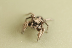 Habronattus festus