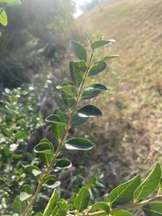 Ligustrum sinense