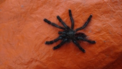 Avicularia juruensis