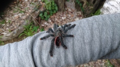 Avicularia juruensis