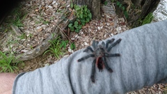 Avicularia juruensis