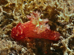 Nembrotha mullineri