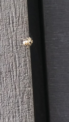 Salticus scenicus