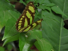 Philaethria