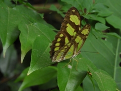 Philaethria