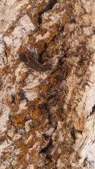 Boisea trivittata