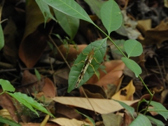 Philaethria