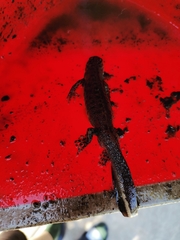 Triturus anatolicus