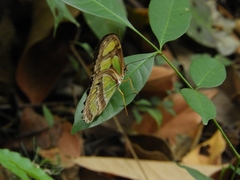 Philaethria