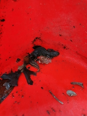 Triturus anatolicus