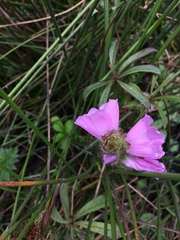 Sidalcea calycosa