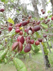Angiospermae