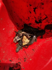 Triturus anatolicus