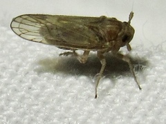 Metadelphax propinqua