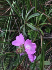 Sidalcea calycosa