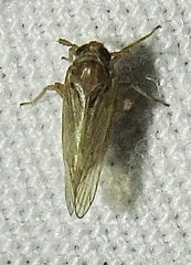 Metadelphax propinqua