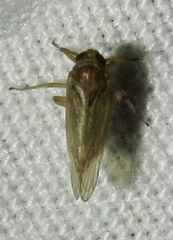 Metadelphax propinqua