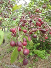 Angiospermae