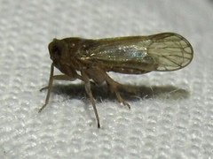 Metadelphax propinqua