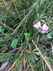 Sidalcea calycosa
