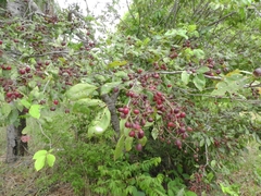 Angiospermae