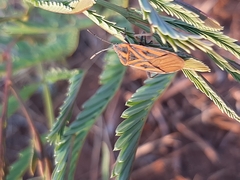Spilostethus rivularis