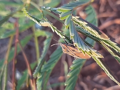 Spilostethus rivularis