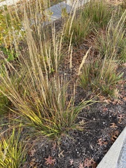 Calamagrostis × acutiflora