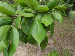 Angiospermae