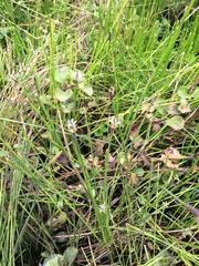 Eleocharis macrostachya