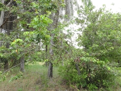 Angiospermae