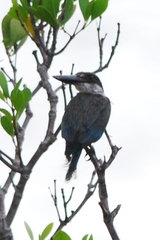 Todiramphus sordidus