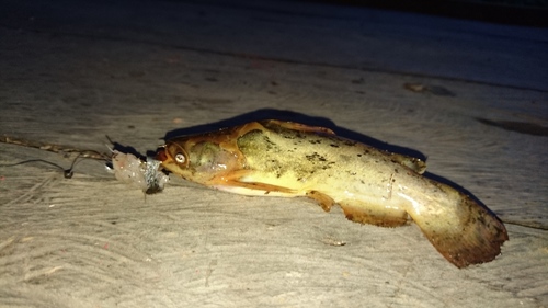 Auchenipteridae