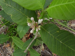 Angiospermae