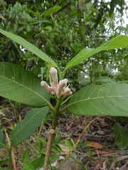 Angiospermae