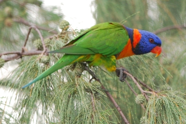 Red-Collared Lorikeet