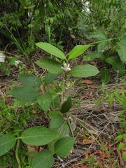 Angiospermae