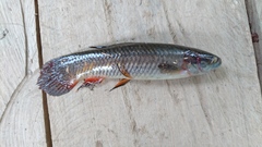 Erythrinus erythrinus