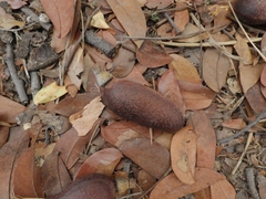 Hymenaea courbaril