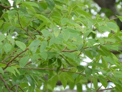 Hymenaea courbaril