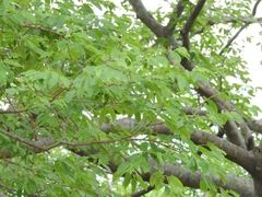 Hymenaea courbaril