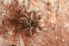 Habronattus festus