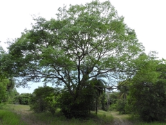 Hymenaea courbaril
