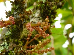 Antidesma platyphyllum