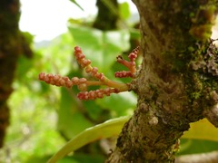 Antidesma platyphyllum
