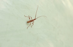 Chenoderus testaceus