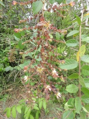 Hirtella