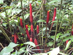 Costus erythrocoryne