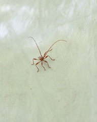 Chenoderus testaceus